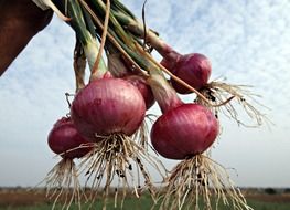 fresh onions