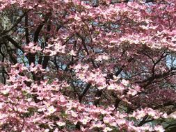 lush pink bloom of dogwood