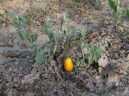 eggplant, ripe vegetable on the land bed