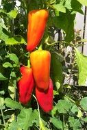 harvest of mexican spicy red-peppers