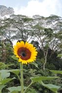 Sunflower is growing in the forest near mountains