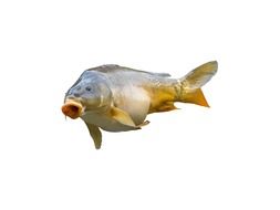fish with open mouth, carp