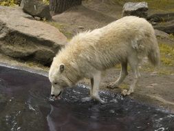 Picture of white wolf in the zoo in Berlin