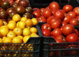 yellow, red and black tomatoes on the market