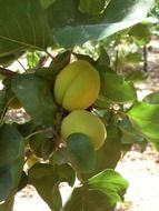 two green apricots on a tree branch in a garden