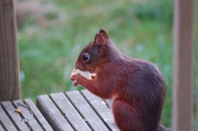 squirrel on a wooden ladder