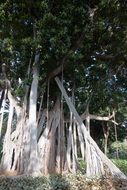 A huge tree among the jungle