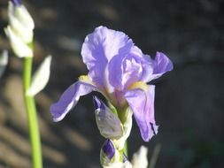 Violet wildflowers in the forest