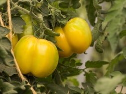 yellow tomatoes in a greenhouse