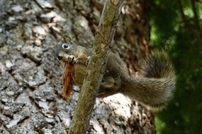 gray squirrel sits on a branch in the forest