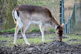 deer eating grass