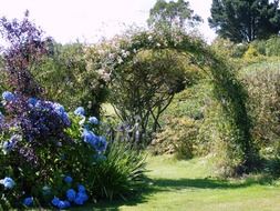 blue hydrangea blooming in garden at arch with roses