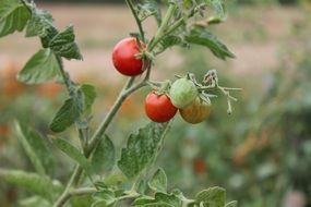 fresh and beautiful green and red tomatoes