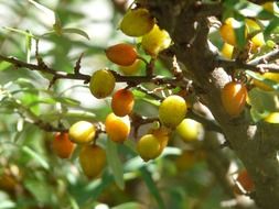 berries on a tree branches