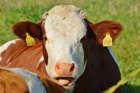 tribal cow on a meadow close-up on blurred background