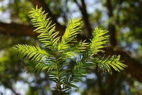 foliage of European yew close-up on blurred background
