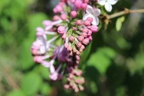Buds of purple lilac flower