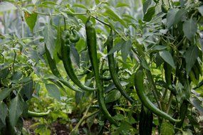 Green pepperoni peppers in the garden