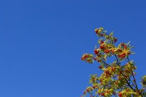 branch of red rowan