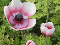 floral plants with big pink petals close-up on blurred background