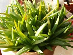 green succulent in flowerpot