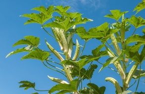 bottom view of okra plant at sky