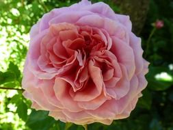 botanical rose pink