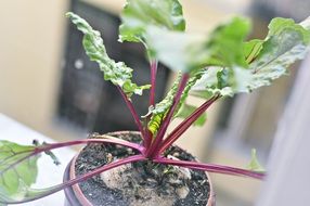 beetroot plant