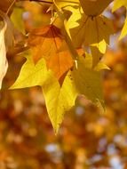 Maple leaves on a background of yellow trees