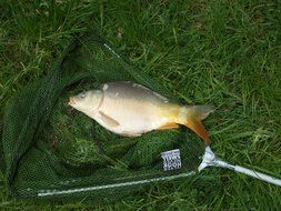 fish in fishing net on green grass