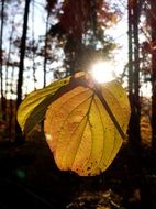 golden leaf