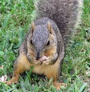 squirrel eats a nut