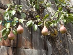 ripe pears on a tree near the barn