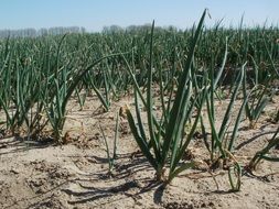 onion field on a sunny day