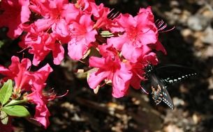 butterfly on the pink wildflower