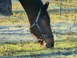 horse chewing grass