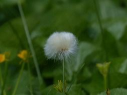 eriophorum scheuchzeri cotton balls flower