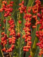 red date palm seeds close-up