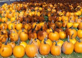 pumpkins fall