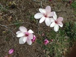 pink magnolia flowers at soil in a garden