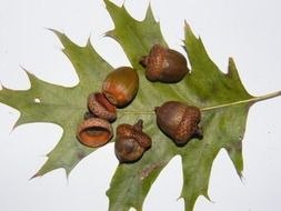 Acorns on a leaf