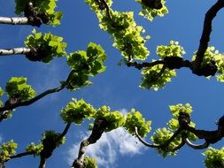 bud spring sky