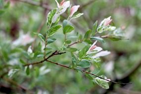 Blooming tree