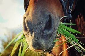 horse with grass in mouth