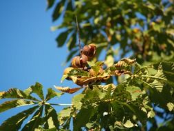 Chestnut on the tree in autumn