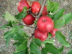 apple tree red fruits
