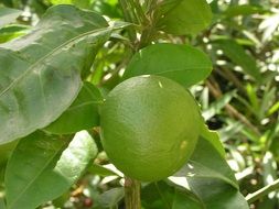 lime green on branch