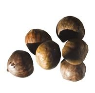 brown sweet chestnuts
