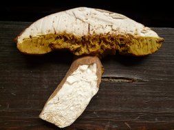 mushroom on a wooden surface