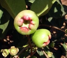 immature syzygium jambos on tree, karnataka, india